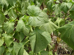 Chromolaena collina