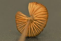 Entoloma readiae