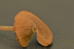 Entoloma readiae