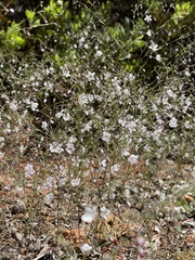 Hesperolinon spergulinum