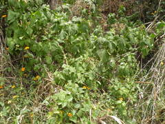Chromolaena collina