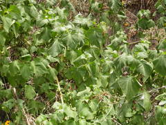 Chromolaena collina