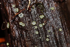 Chlorosplenium