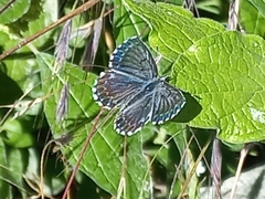 Scolitantides orion