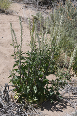 Thelypodium milleflorum