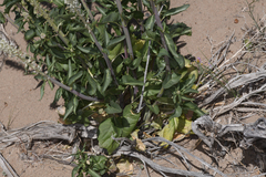 Thelypodium milleflorum