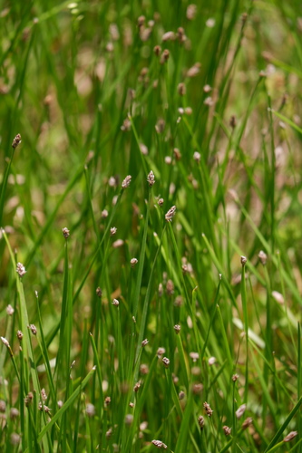 Image of Eleocharis bifida by (c) Bonnie Semmling, some rights reserved (CC BY)