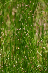 Eleocharis bifida