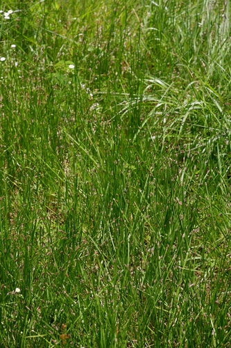Image of Eleocharis bifida by (c) Bonnie Semmling, some rights reserved (CC BY)