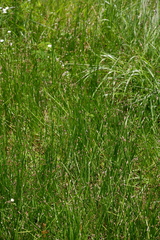 Eleocharis bifida