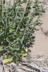 Thelypodium milleflorum