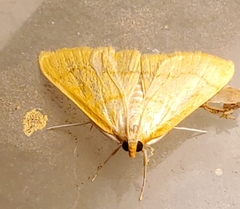 Helvibotys helvialis