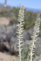 Thelypodium milleflorum