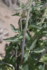 Thelypodium milleflorum