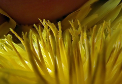 Taraxacum pseudohamatum