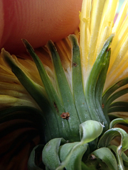 Taraxacum pseudohamatum