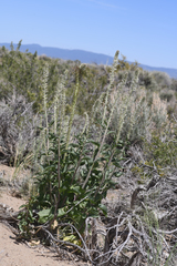 Thelypodium milleflorum