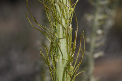 Thelypodium milleflorum