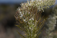 Thelypodium milleflorum
