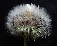 Taraxacum pseudohamatum