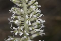 Thelypodium milleflorum
