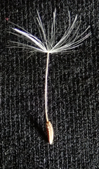 Taraxacum pseudohamatum
