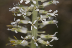 Thelypodium milleflorum