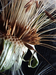 Taraxacum pseudohamatum