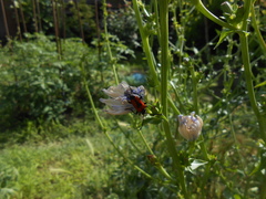 Stictoleptura cordigera