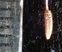 Taraxacum pseudohamatum