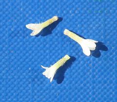 Buglossoides arvensis arvensis