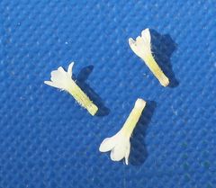 Buglossoides arvensis arvensis