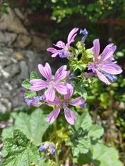 Malva sylvestris
