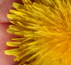 Taraxacum pseudohamatum