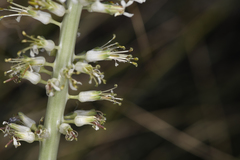 Thelypodium milleflorum