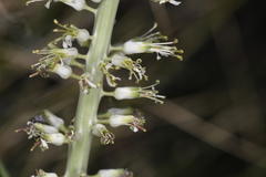 Thelypodium milleflorum