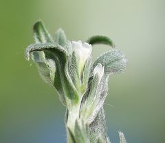 Buglossoides arvensis arvensis