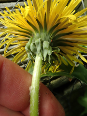 Taraxacum pseudohamatum