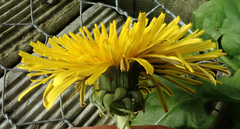 Taraxacum pseudohamatum
