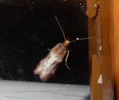 Calguia defiguralis