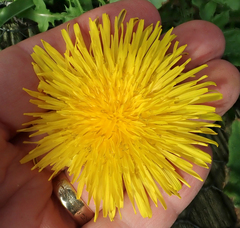 Taraxacum pseudohamatum