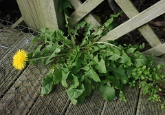 Taraxacum pseudohamatum