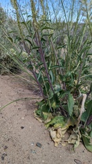 Thelypodium milleflorum