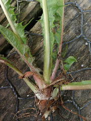 Taraxacum pseudohamatum
