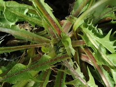 Taraxacum pseudohamatum