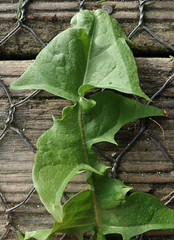 Taraxacum pseudohamatum