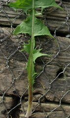 Taraxacum pseudohamatum