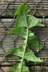 Taraxacum pseudohamatum