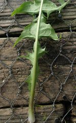 Taraxacum pseudohamatum