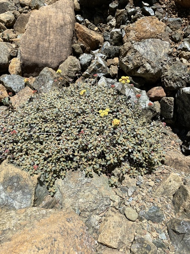 Image of Eriogonum cedrorum by (c) Roger Raiche, some rights reserved (CC BY)